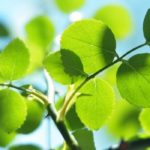 Featured images