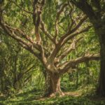 Featured images