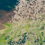 Featured images