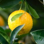 Featured images